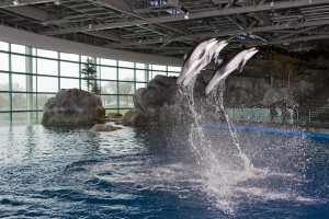 Dolphins jumping, Shedd Aquarium